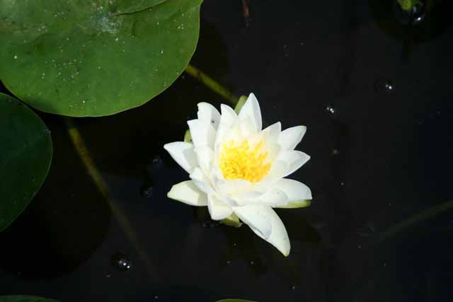 Nymphaea Hybrida Bi 'bianca' M