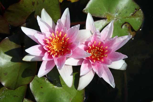 Nymphaea Hybrida Ro 'bory Latour Marliac' Gm