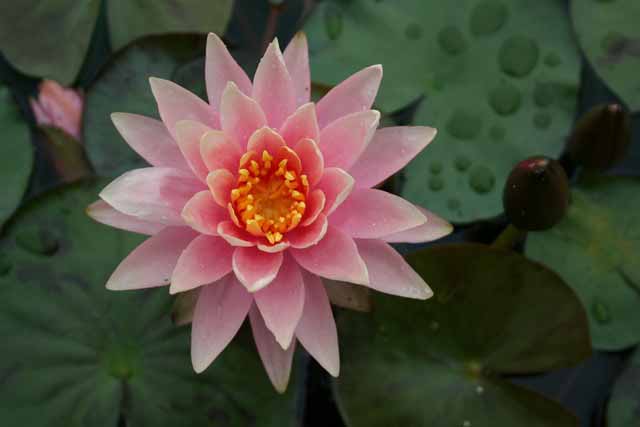 Nymphaea Hybrida Ar 'colorado' M