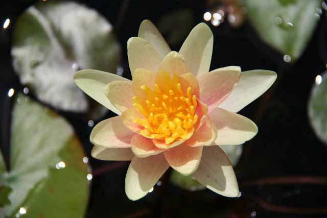 Nymphaea Hybrida Ca 'comanche' M