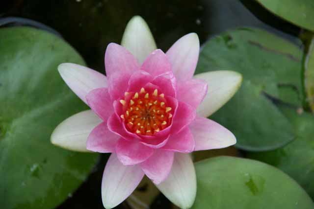 Nymphaea Hybrida Ro 'fabiola' Gm