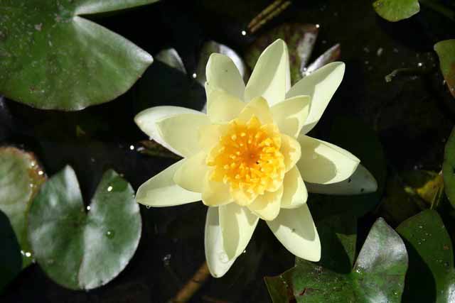 Nymphaea Hybrida Gi 'flava' Gm