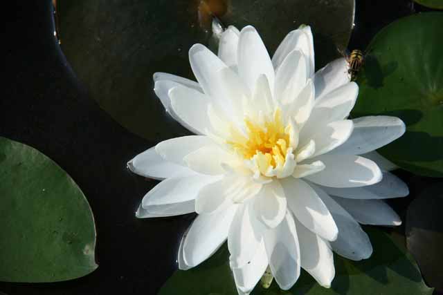 Nymphaea Hybrida Bi 'gonnere' Gm