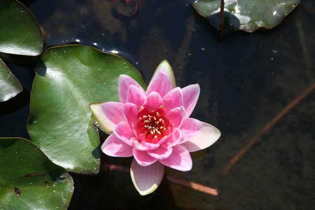 Nymphaea Hybrida Ar 'graziella' Mp