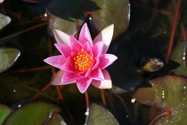 Nymphaea Hybrida Ro 'laydeckeri Liliacea' Mp