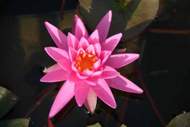 Nymphaea Hybrida Ro 'maréchal Pétain' Gm