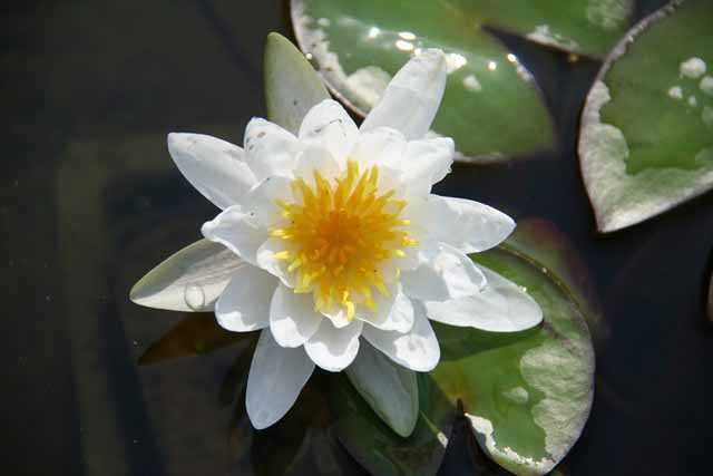 Nymphaea Hybrida Bi 'marliacea Albida' Mp