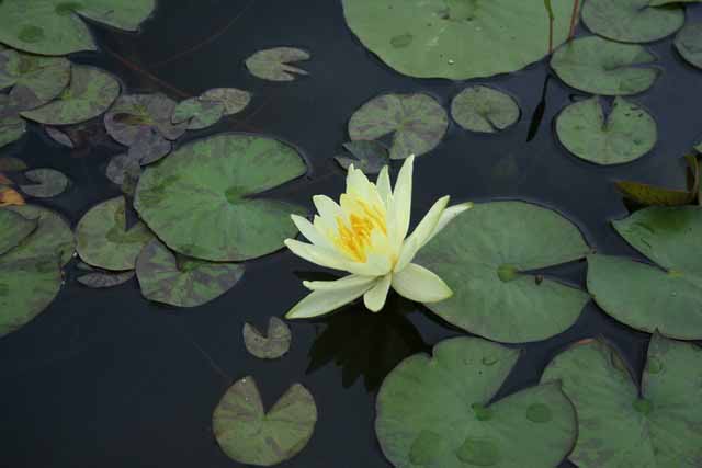 Nymphaea Hybrida Gi 'mexicana Grandiflora' G