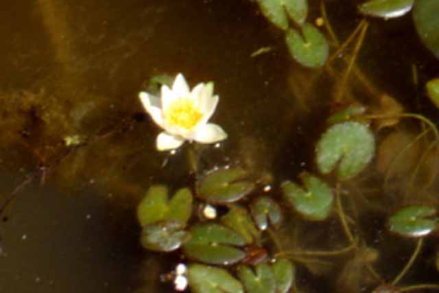 Nymphaea Hybrida Bi 'pygmaea Alba' P