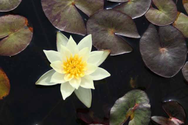 Nymphaea Hybrida Gi 'pygmaea Helvola' P