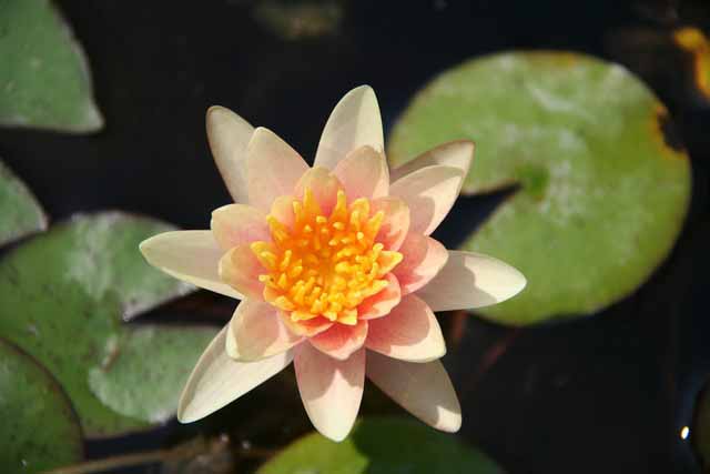 Nymphaea Hybrida Ca 'sioux' M