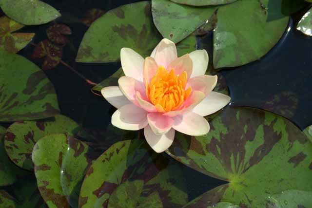 Nymphaea Hybrida Ca 'solfatare' Mp