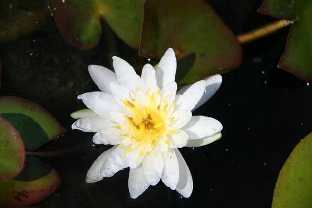 Nymphaea Hybrida Bi 'virginalis' Gm