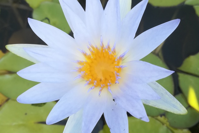 Nymphaea Tropicale 'august Koch' Gm