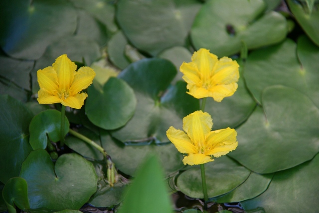 Nymphoides Peltata Autoctona