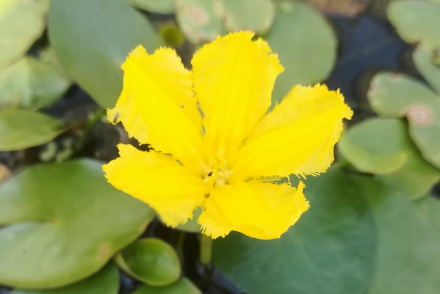 Nymphoides Peltata