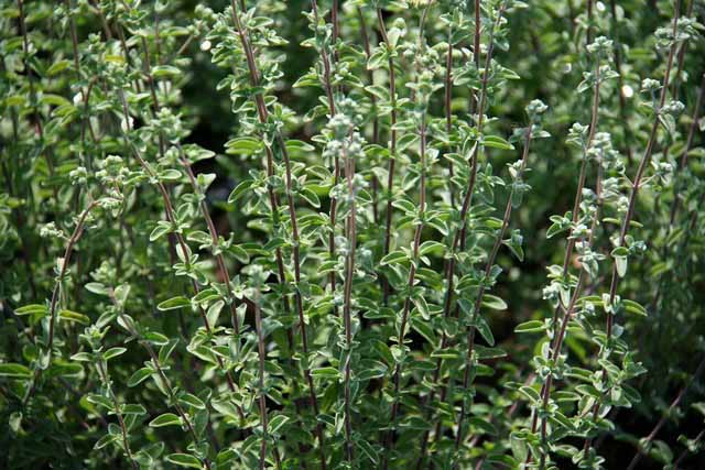 Origanum Majorana (maggiorana)