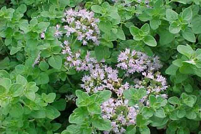 Origanum Vulgare (origano Selvatico)