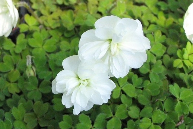 Oxalis Magellanica 'nelson'