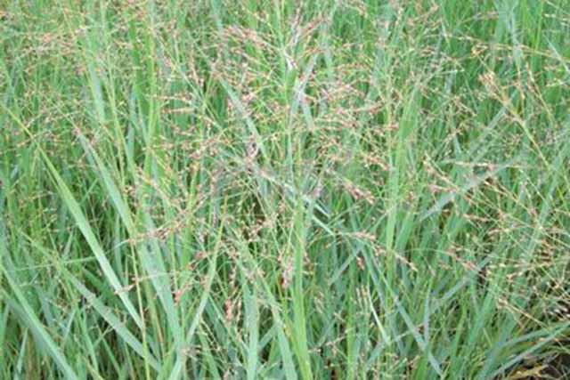 Panicum Virgatum 'strictum Compactum'