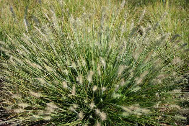 Pennisetum Alopecuroides 'little Bunny'