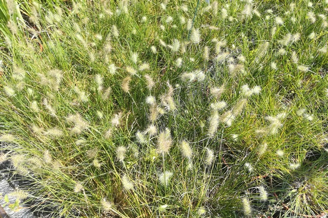 Pennisetum Alopecuroides 'little Honey'