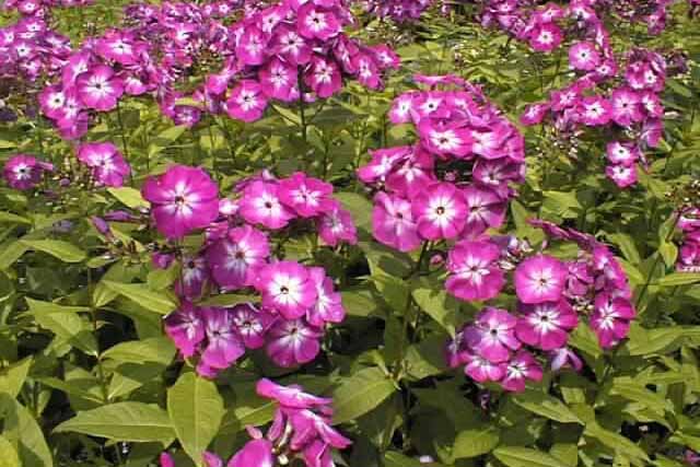 Phlox Paniculata 'kesselring'