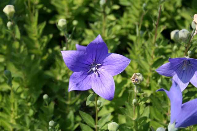 Platycodon Grandiflorus 'astra Blue'