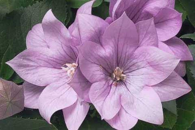 Platycodon Grandiflorus 'astra Pink Semi-double'