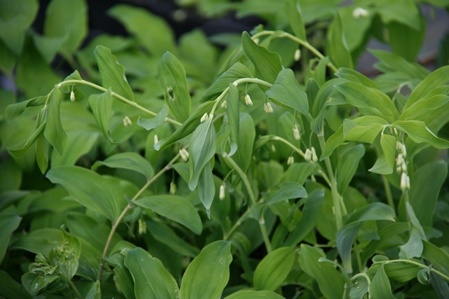 Polygonatum Multiflorum Autoctona