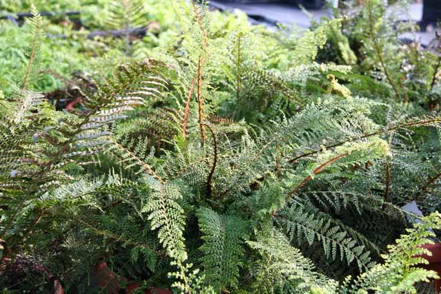 Polystichum Setiferum 'proliferum' (felce)