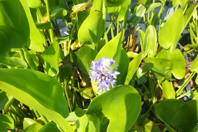 Pontederia Cordata