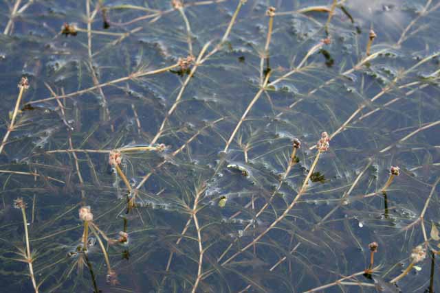 Potamogeton Crispus (ossigenante)