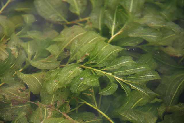 Potamogeton Lucens (ossigenante)