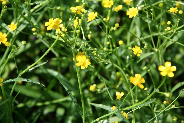 Ranunculus Flammula Autoctona