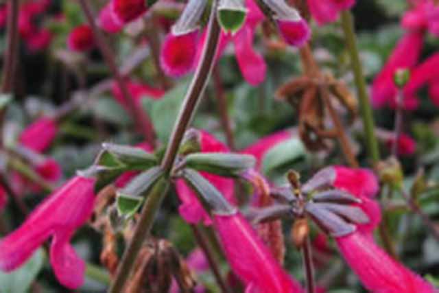 Salvia Buchananii