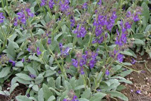 Salvia Daghestanica Platinum ®