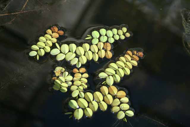 Salvinia Natans ( Erba Pesce )