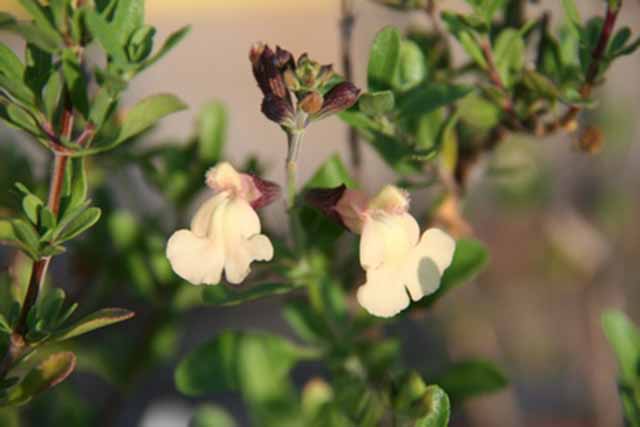 Salvia Microphylla 'navajo'