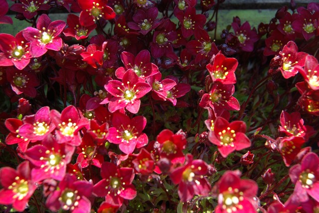 Saxifraga X Arendsii 'pixie Pan Red'