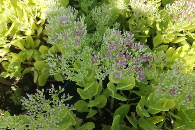 Sedum Spectabile 'meteor'