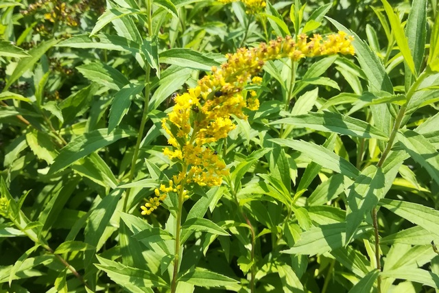 Solidago Canadensis 'goldkind'