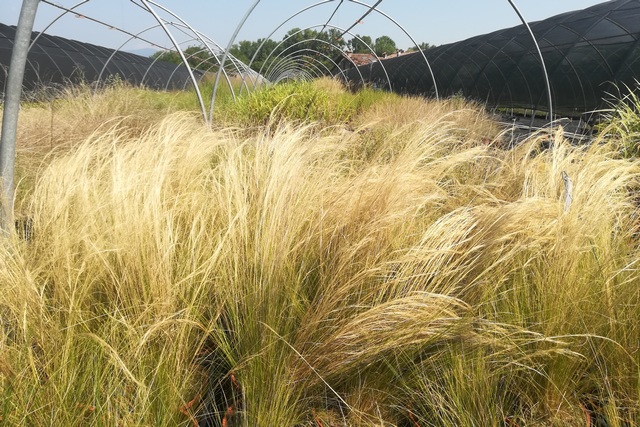 Stipa Tenuissima (nasella Tenuissima)