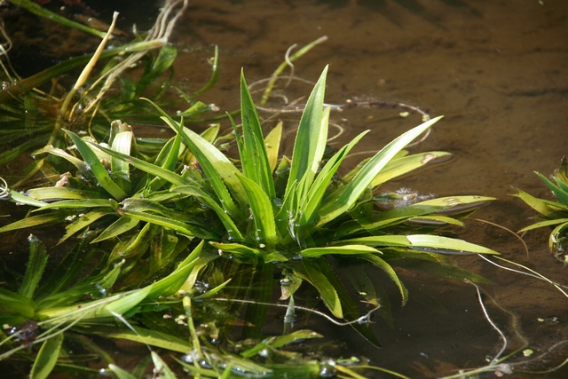 Stratiotes Aloides Autoctona