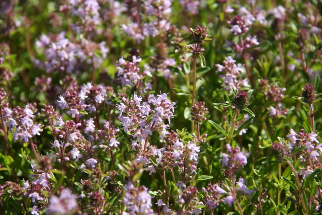 Thymus Oenipontanus H. Braun   Autoctona