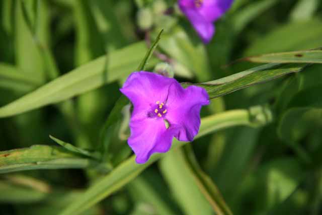 Tradescantia X Andersoniana 'rubra'