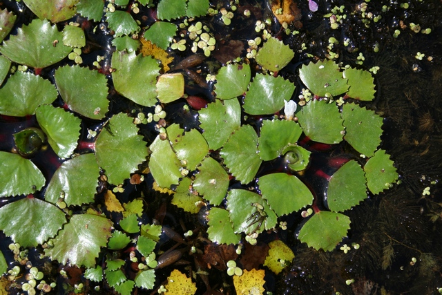 Trapa Natans (castagna D Acqua)  Autoctona