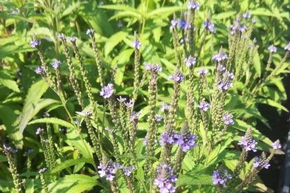 Verbena Hastata 'blue Spires'